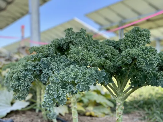 Broccoli under solar panels