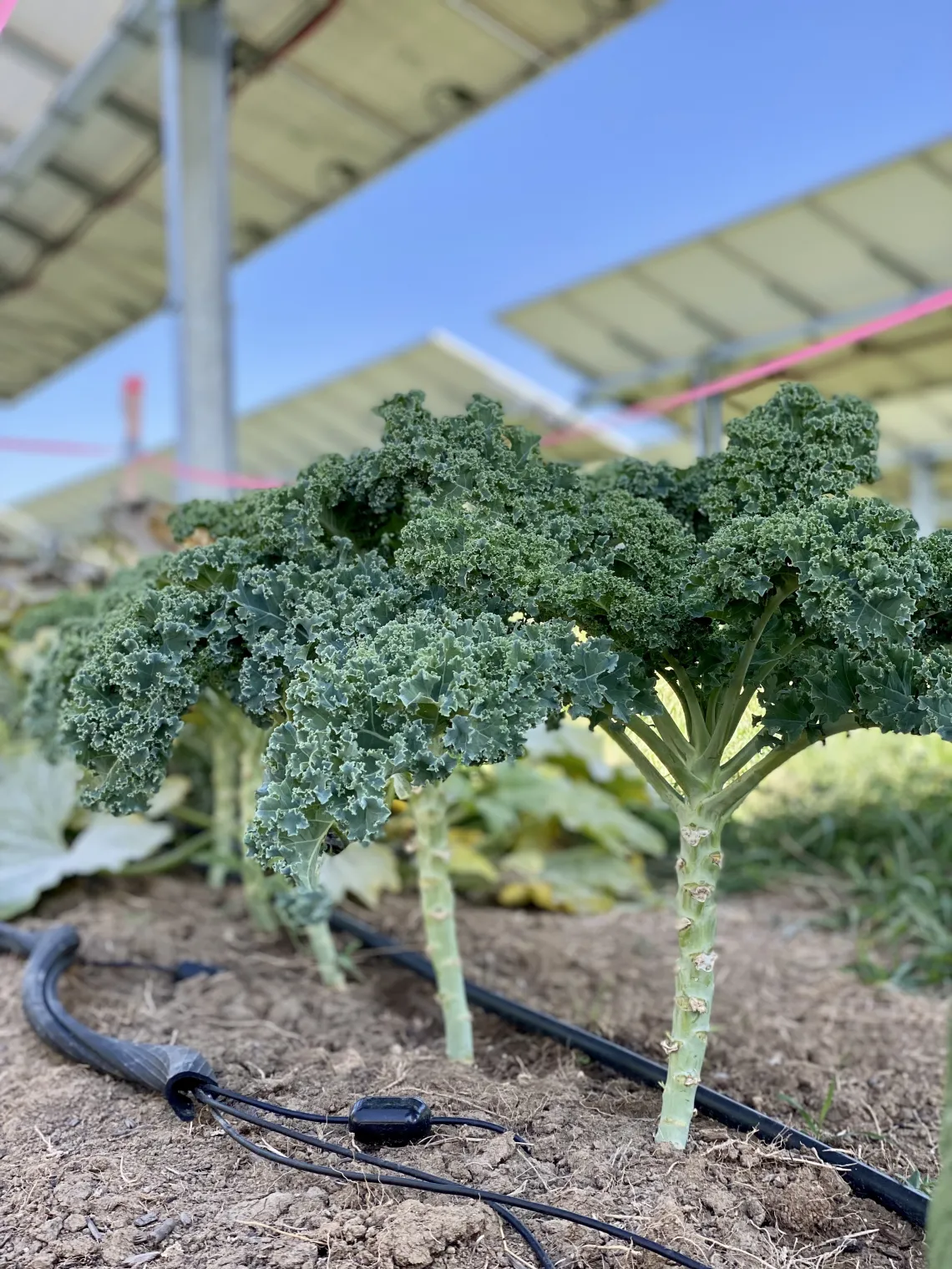 Broccoli under solar panels